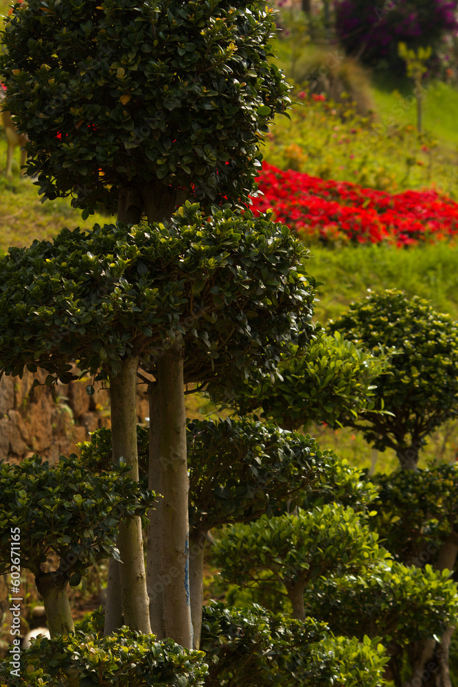 Fototapeta premium closeup view of flowers