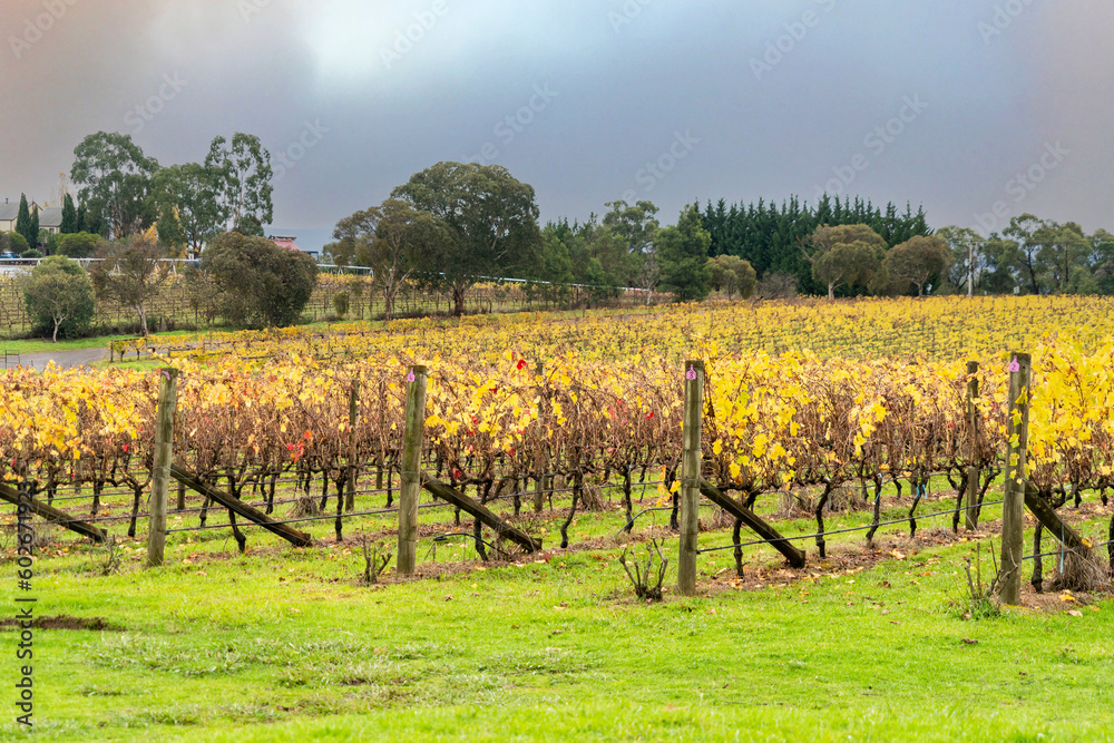 Autumn leaf vineyard, the destination that tourists come to visit and taste wine at Yara Valley, Melbourne, Australia.
