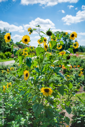 sunflowers in the organic garden