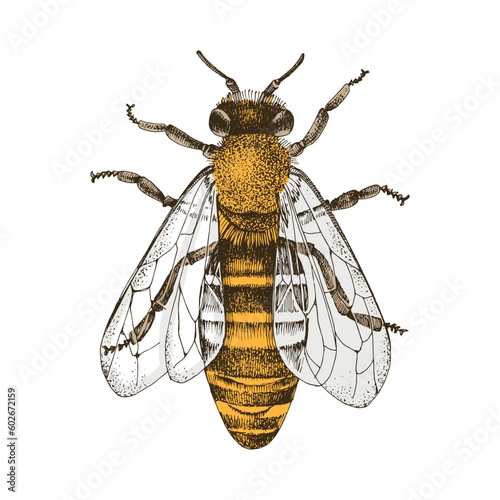 Vector illustration of front view bee