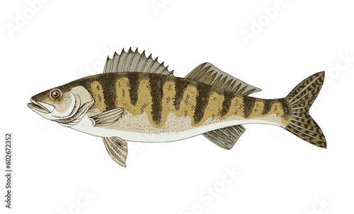 Walleye or yellow pike. Freshwater fish.