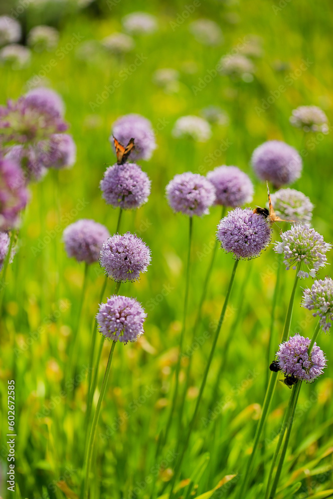 Fototapeta premium onion flowers in the garden
