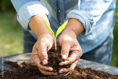 Gardener woman plant a tree with peat moss organic matter improve soil for agriculture organic plant growing, ecology concept.