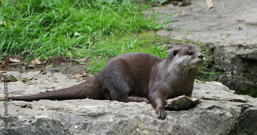 View of an oriental small-clawed otter with a hiccup in Lyon's Tete d'Or zoo View of an oriental small-clawed otter with a hiccup in Lyon's Tete d'Or zoo