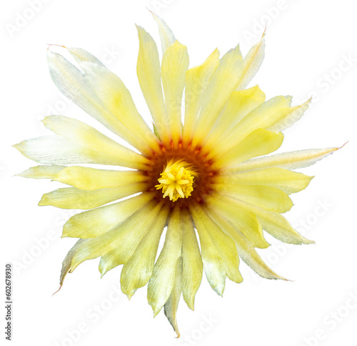 A photo cut-out of a cactus flower is easy to use to decorate pictures or use in various media.