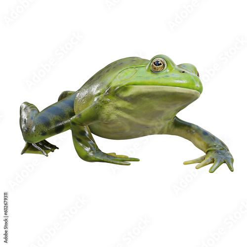 3d illustration of American bullfrog.