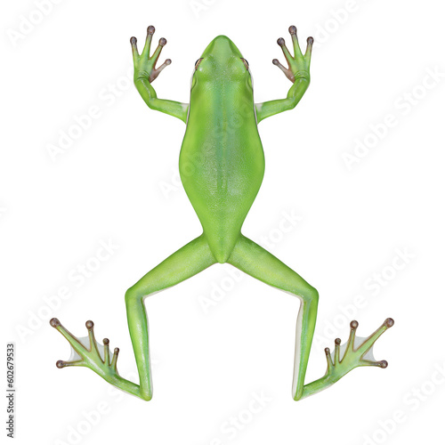 3d illustration of American green treefrog.