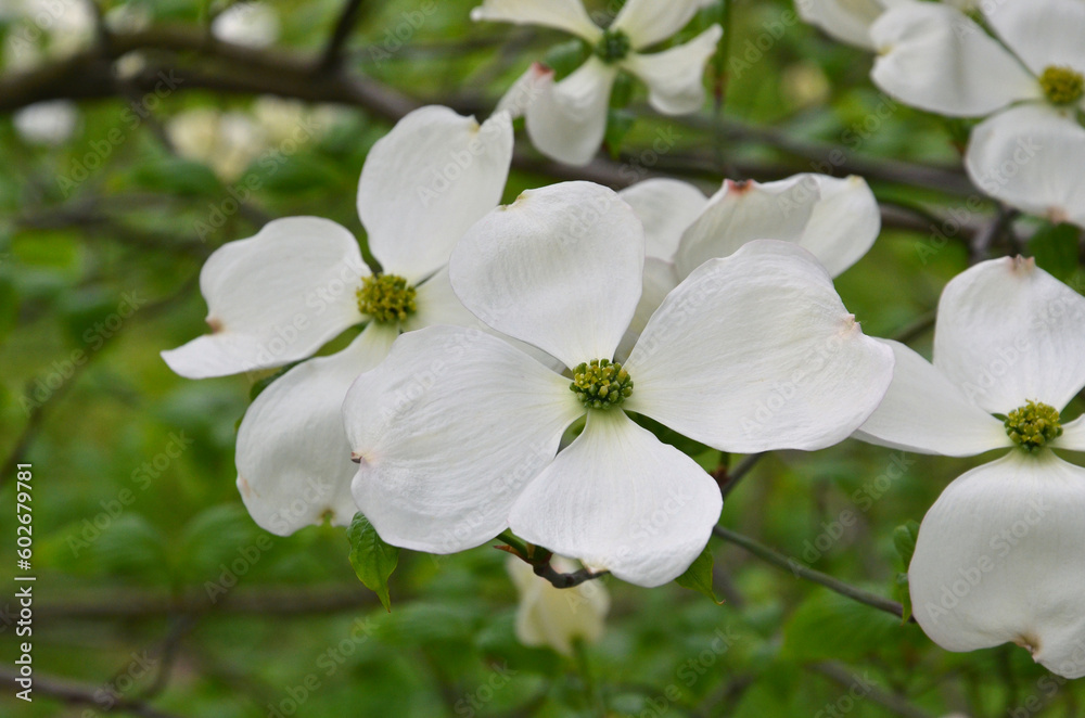 Obraz premium White flowering Dogwood ' Cornus florida White Cloud' tree branches. Closeup white blooming flowers of Dogwood Tree. Gardening, growing flowering bushes concept. Free copy space. 