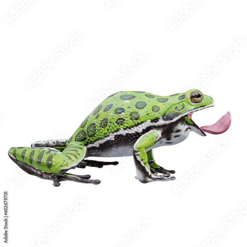 3d illustration of Barking treefrog.