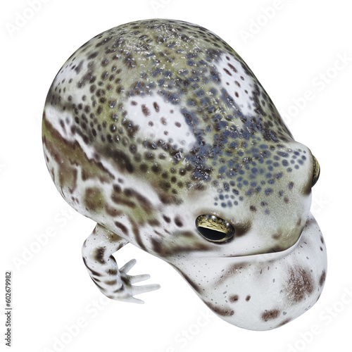 3d illustration of Desert rain frog.