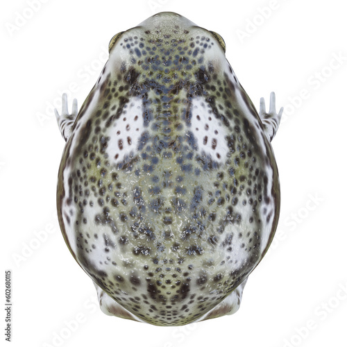 3d illustration of Desert rain frog.