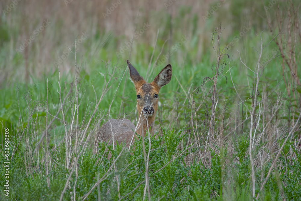 roe deer hiding amongst tall grasses in the countryside roe deer hiding amongst tall grasses in the countryside