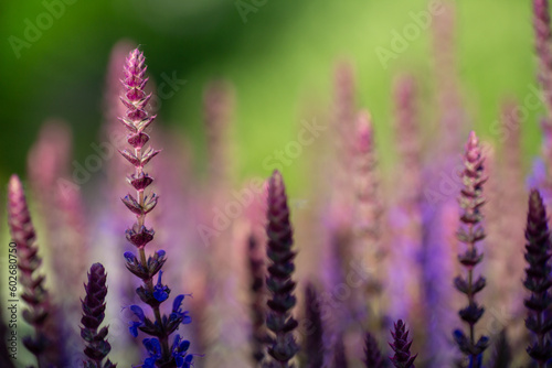 close-up of blue and purple sage blossoms with blurry background