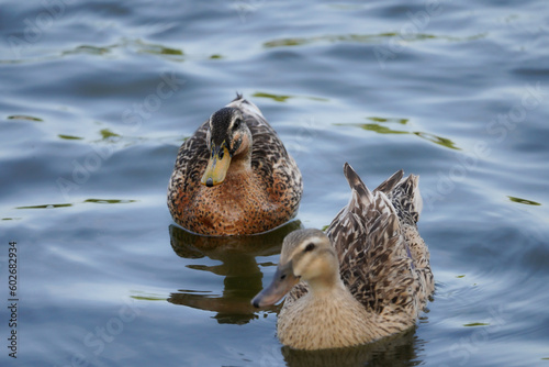 舎人公園の野鳥2023年4月