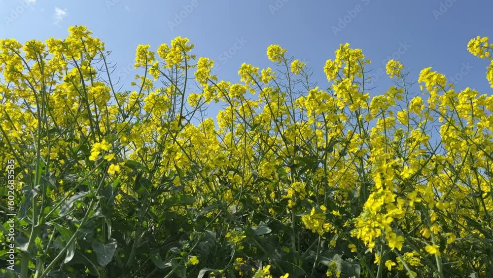 Oilseed rape field yellow flowers canola on blue sky.