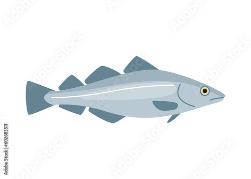 Codfish haddock, cod seafood and underwater color animal. Water delicacy, gourmet. Fishing. Vector illustration isolated