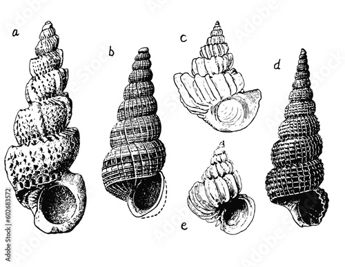 Classic Scientific Shells Illustration Scaleable Vector   photo