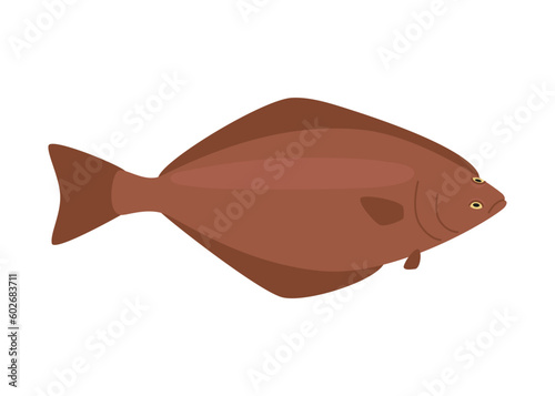 Halibut, flatfish seafood and underwater color animal. Water delicacy, gourmet. Fishing halibut. Vector illustration isolated