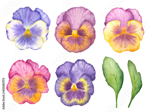 Set of watercolor pansies. Set of blue  purple  pink and yellow watercolor pansies.