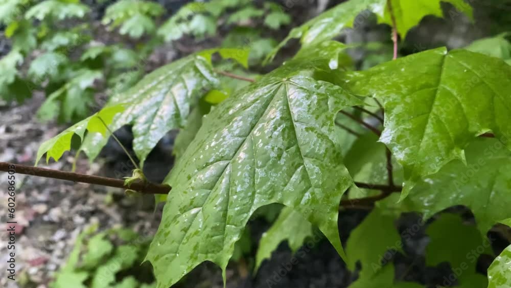 Green leaves and maple fruits sway in the wind close-up Green leaves and maple fruits sway in the wind close-up