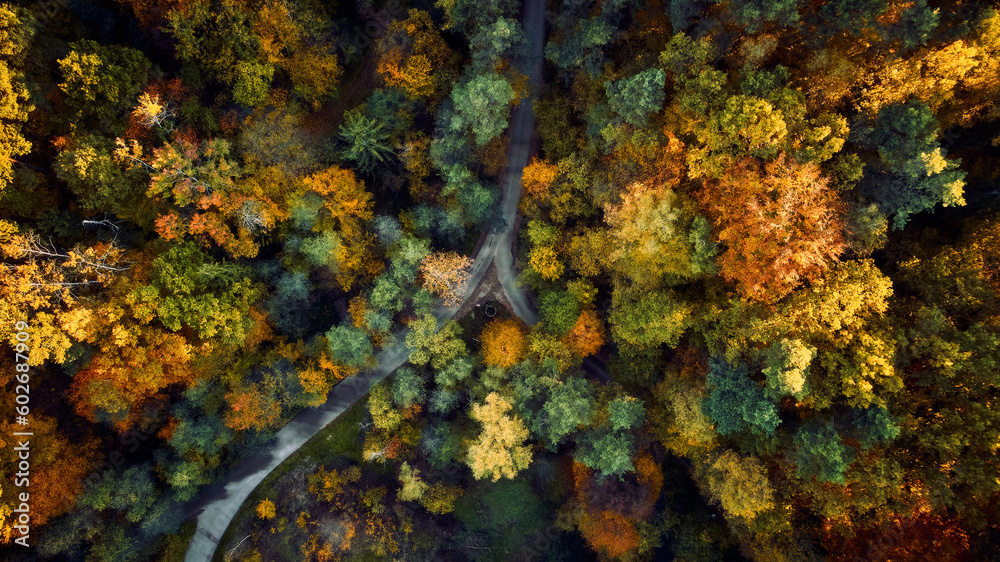 road in forest road in forest