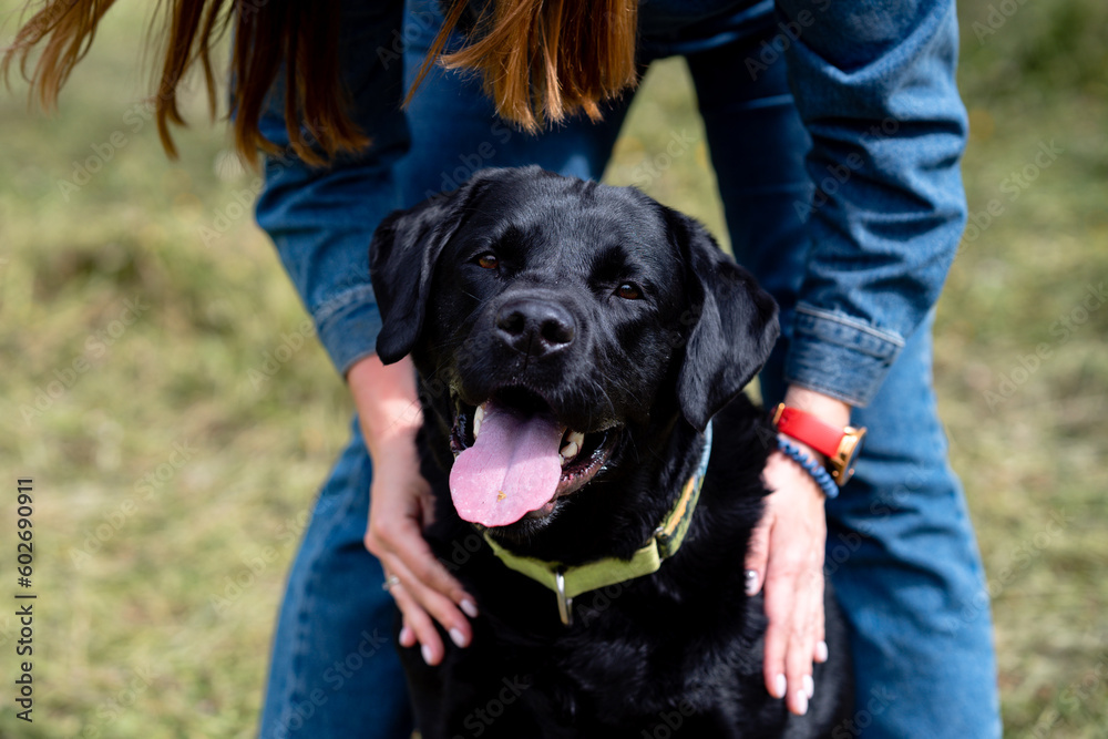 Obraz premium Adult black labrador retriever sitting in the field. Close up portrait of a big black dog. Domestic animal. The dog is in the park. Owner hugs his dog