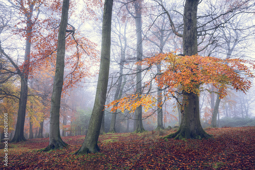 Majestic beech trees in the morning mist with vibrant autumn foliage. A colourful carpet of fallen leaves on the forest floor. Peak District National Park, Derbyshire, England.