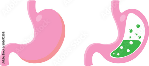one set of cross section humans stomach illustration, for sains education. eps 10. png
