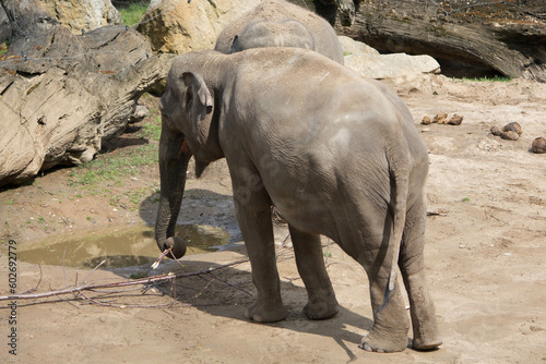 elephants in the zoo and wildlife