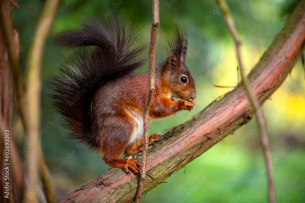 The red squirrel or Eurasian red squirrel (Sciurus vulgaris) is a species of tree squirrel common throughout Europe. Tame Sqirrel taking a hazelnut from a tree trunk in a german Park in Dortmund.