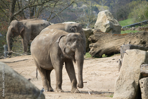 elephants in the zoo and wildlife