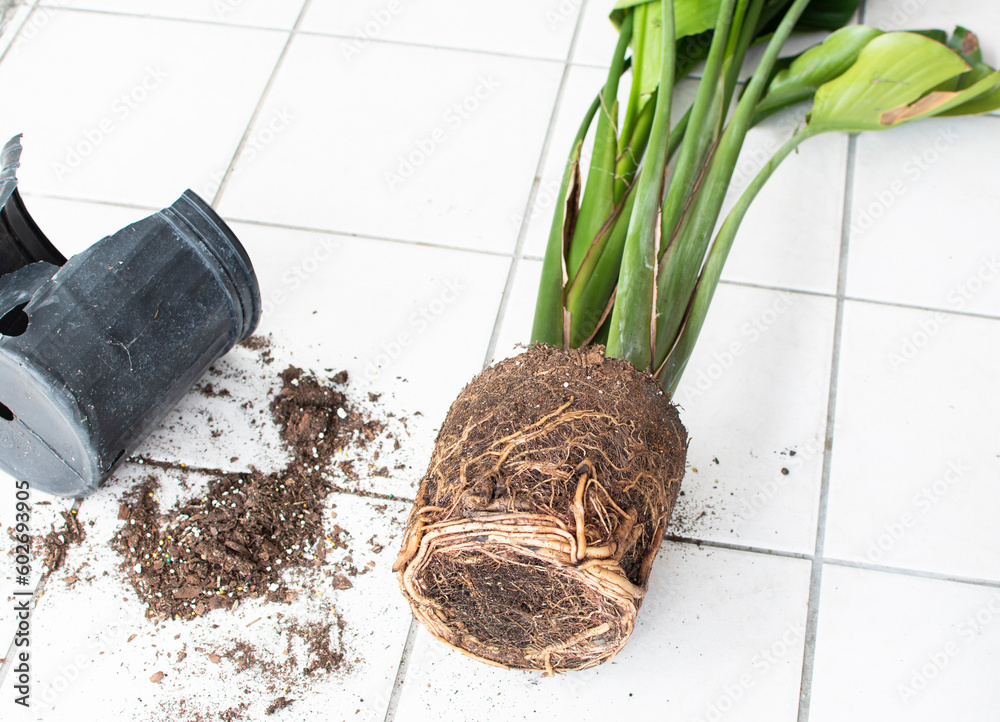 Root-bound house plant. Repotting house plant. Repotting bird of