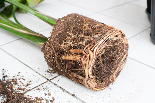 Root-bound house plant. Repotting house plant. Repotting bird of paradise house plant. The tight Root ball of the plant. photo