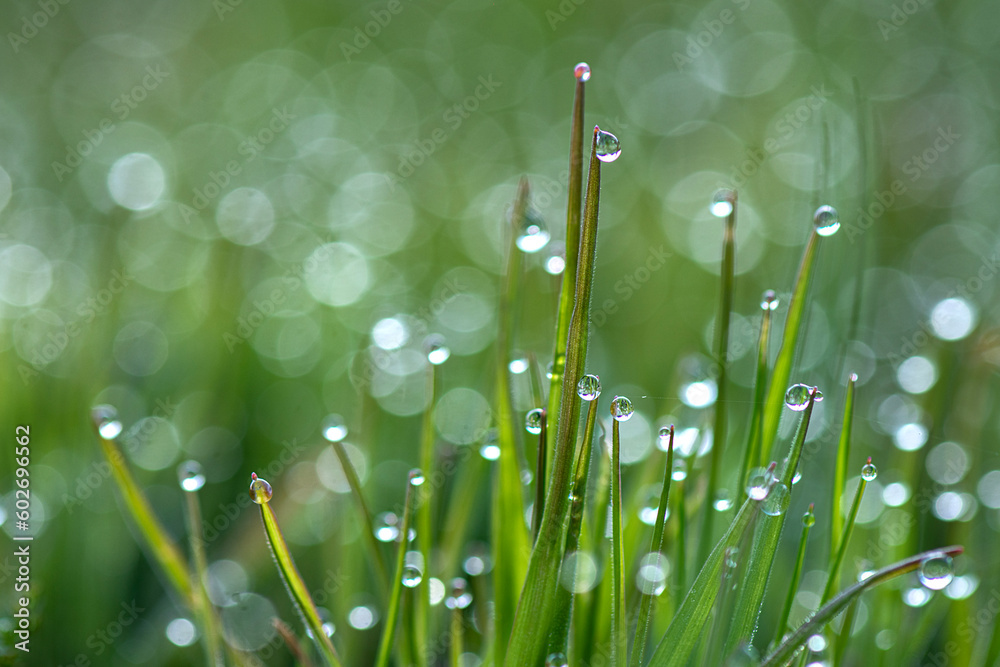 Fototapeta premium Water droplets forming on the grass early in the morning