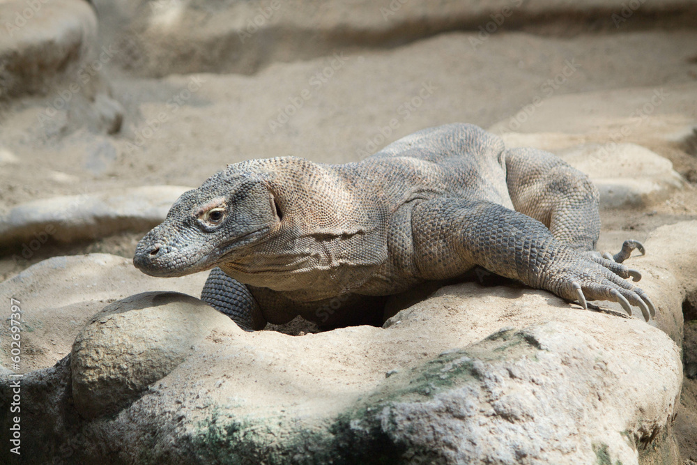 Obraz premium komodo dragon