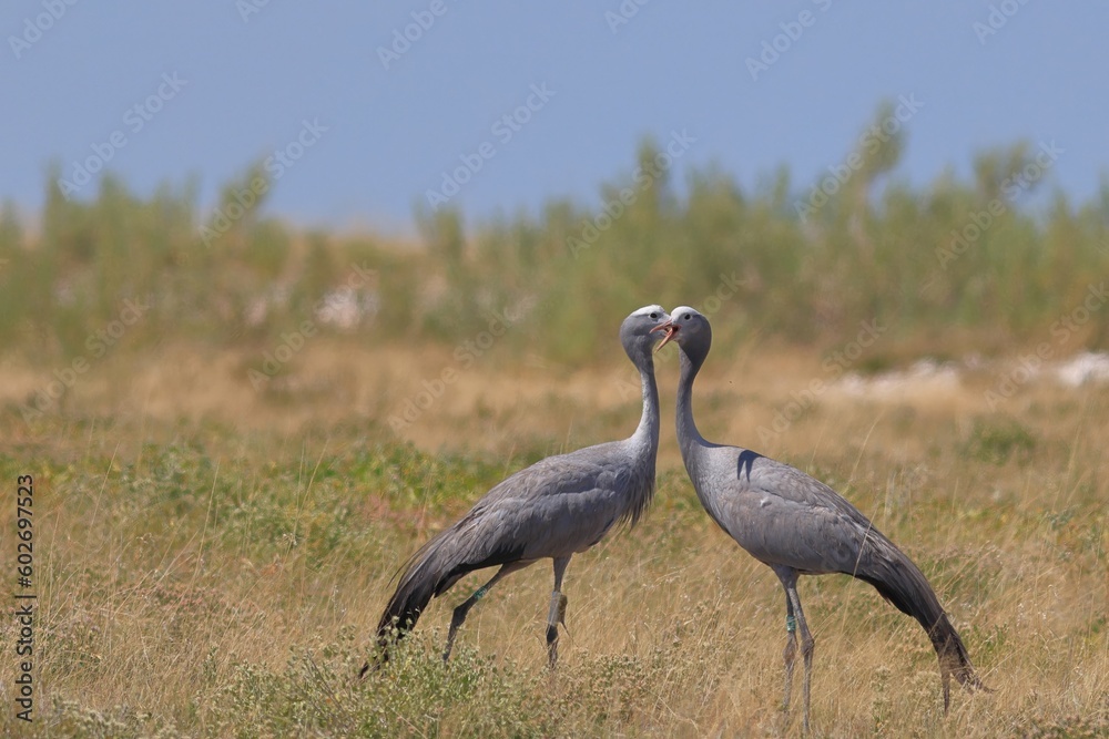 Fototapeta premium blue cranes in the wild of Etosha National Park in Namibia