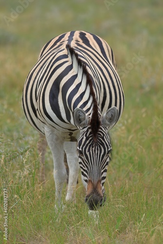 zebra in the wild of etosha national park  namibia
