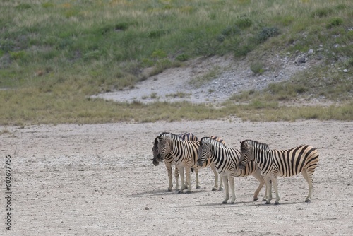 zebras in the etosha pan  Namibia