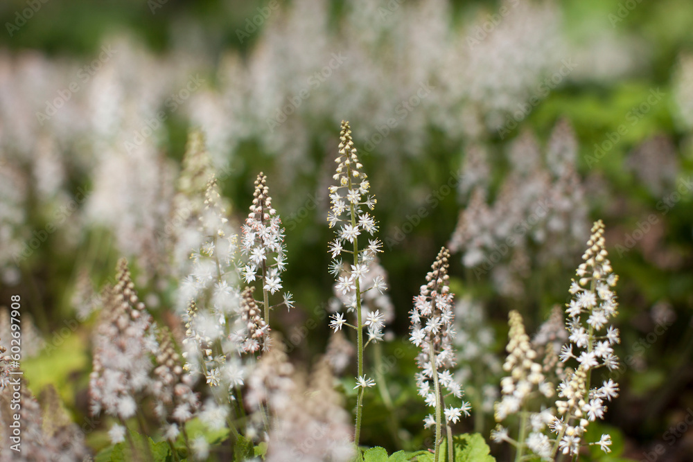 Spring in Bloom