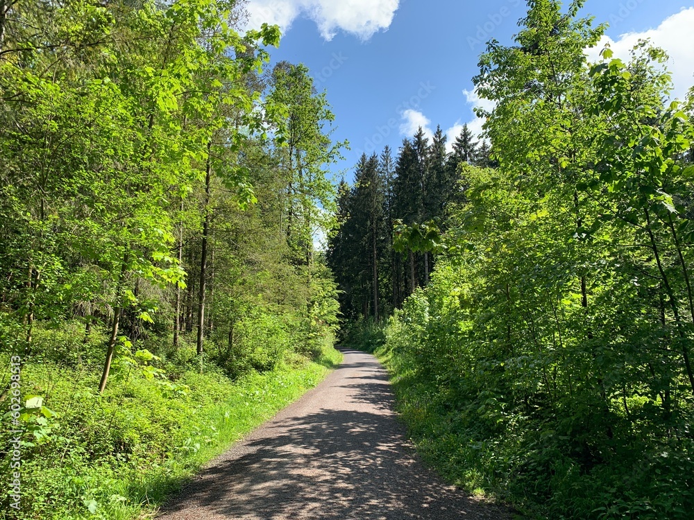 Waldweg im Sihlwald, Wald im Kanton Zürich, Schweiz Waldweg im Sihlwald, Wald im Kanton Zürich, Schweiz