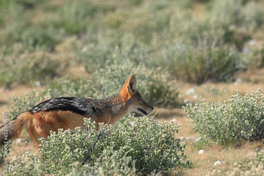 black-backed jackal in its habitat in Namibia