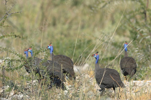 helemted guinea fowls in the wild of etosha photo