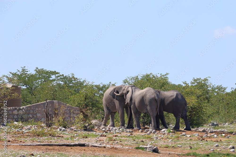 group of elephants in the wild of etosha national park, namibia