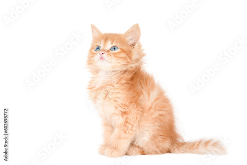 scottish kitten © Aida