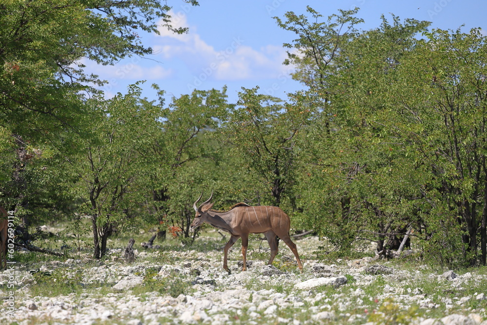 Fototapeta premium Kudu bull in the wild of Etosha National Park, Namibia