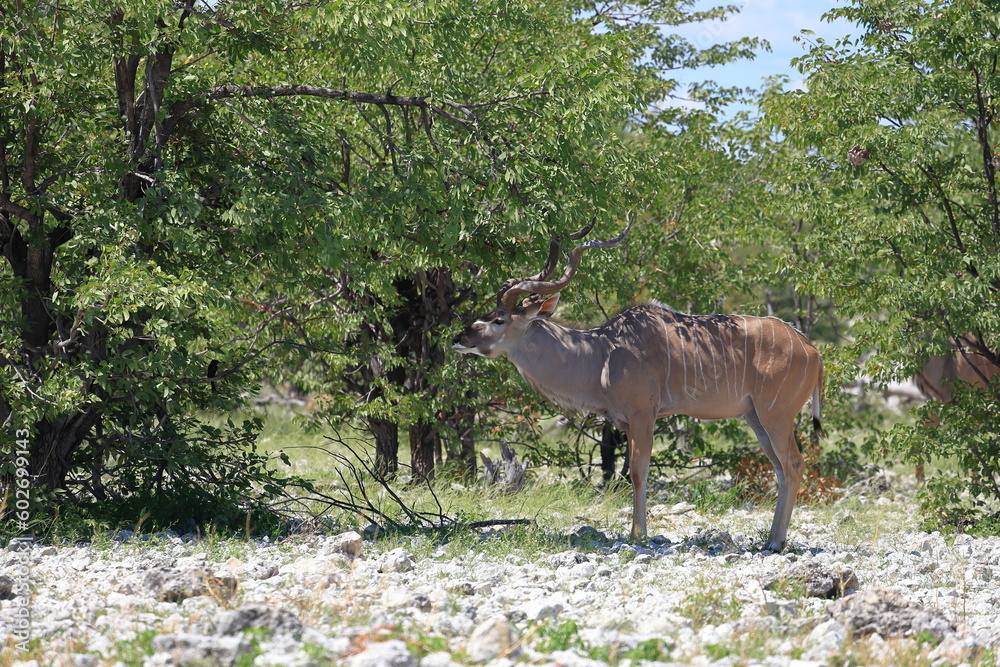 Fototapeta premium Kudu bull in the wild of Etosha National Park, Namibia