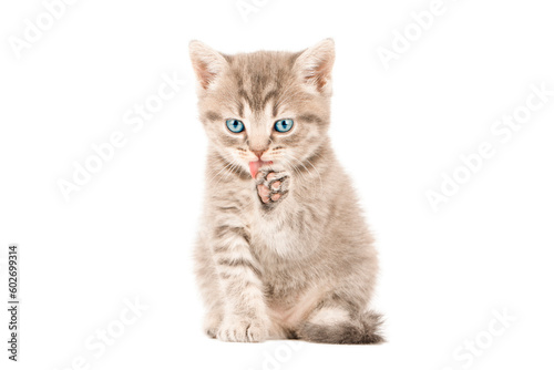scottish kitten © Aida