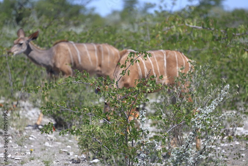 Fototapeta Naklejka Na Ścianę i Meble -  kudu cow in the wild of etosha
