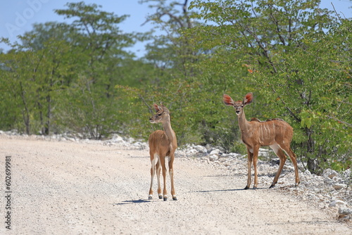 kudu cow in the wild of etosha