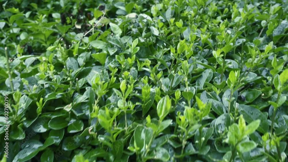 shrub leaves in 4K shrub leaves in 4K
